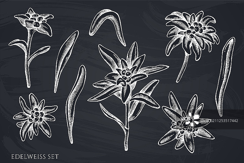 手绘粉笔雪绒花套装图片素材