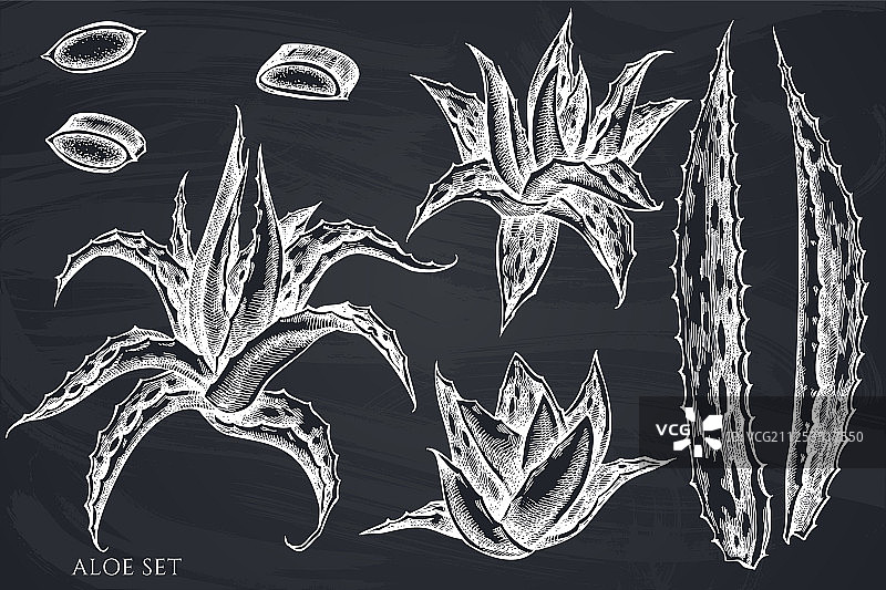 手绘粉笔芦荟图片素材