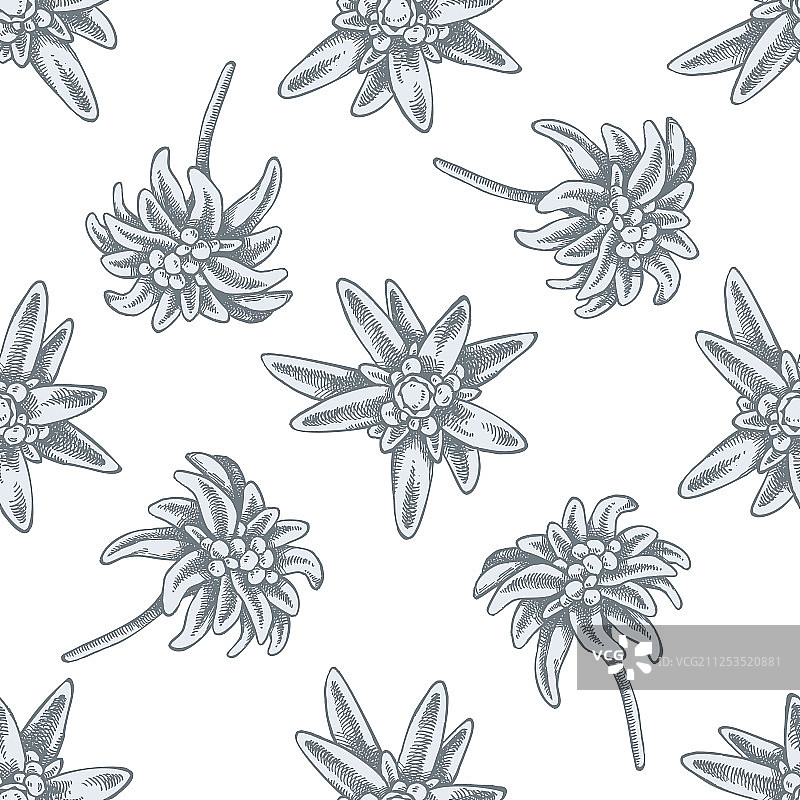 手绘粉彩雪绒花无缝图案图片素材