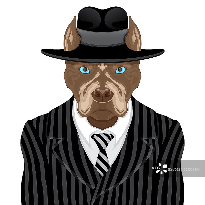 穿着西装的比特斗牛犬图片素材