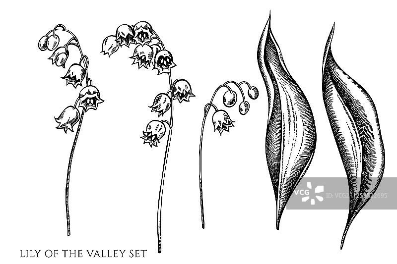 手绘黑白铃兰合集图片素材