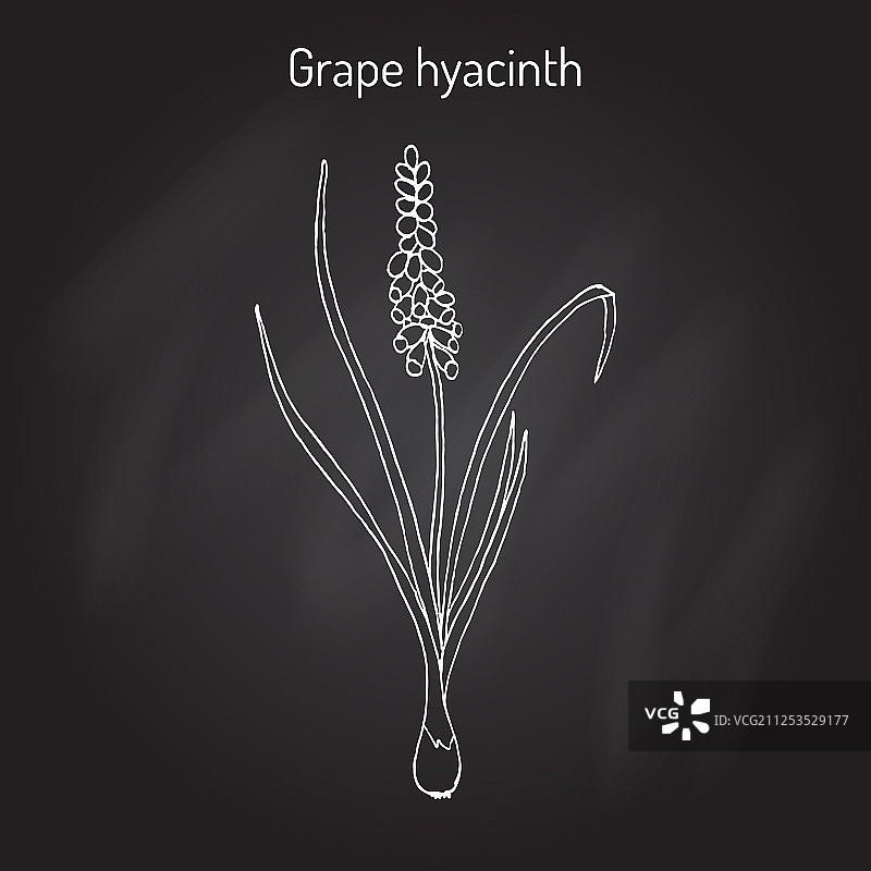 葡萄风信子药用植物图片素材