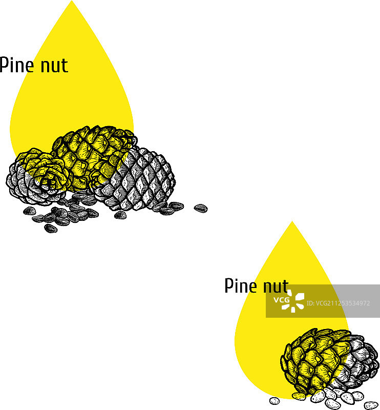 手绘松子油图标图片素材