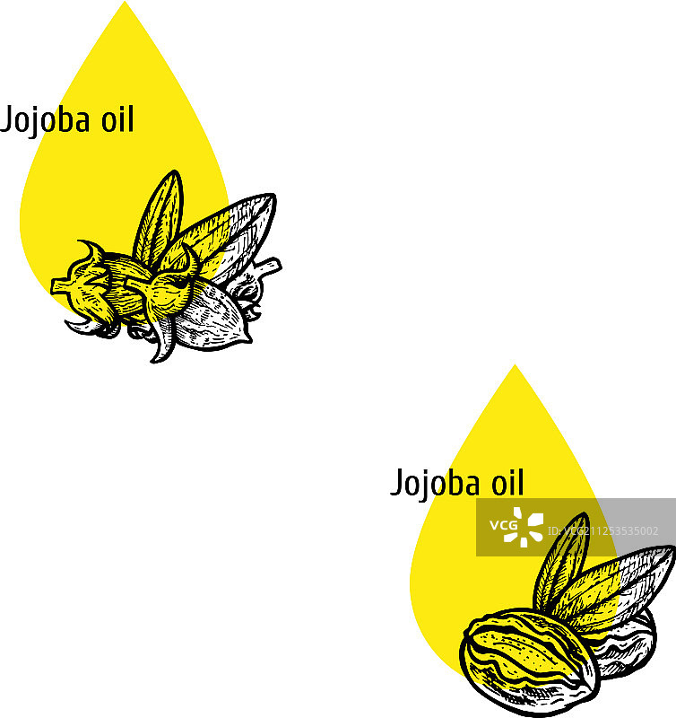 霍霍巴油手绘草图提取物图标集图片素材