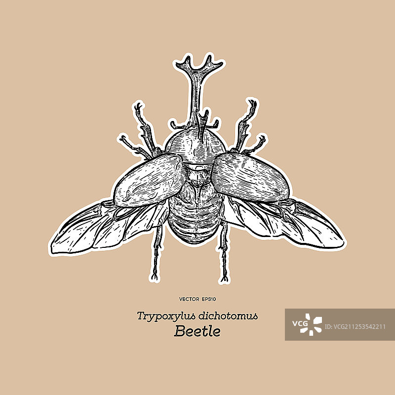 日本犀金龟图片素材