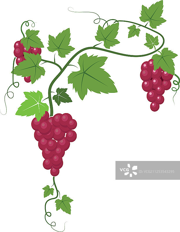 带叶子的葡萄图标图片素材