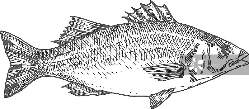 手绘抽象海鲈鱼图片素材