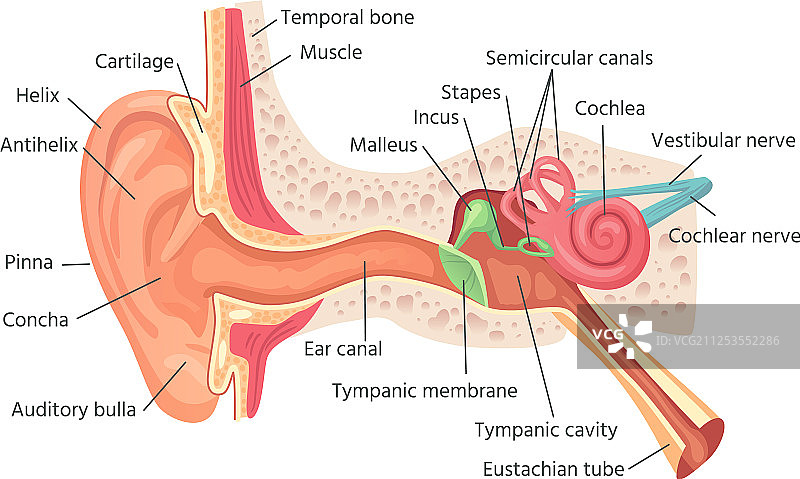 人耳解剖结构图片素材