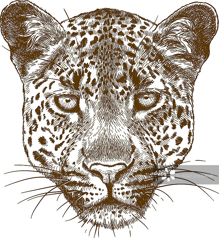 豹子面部雕刻图片素材