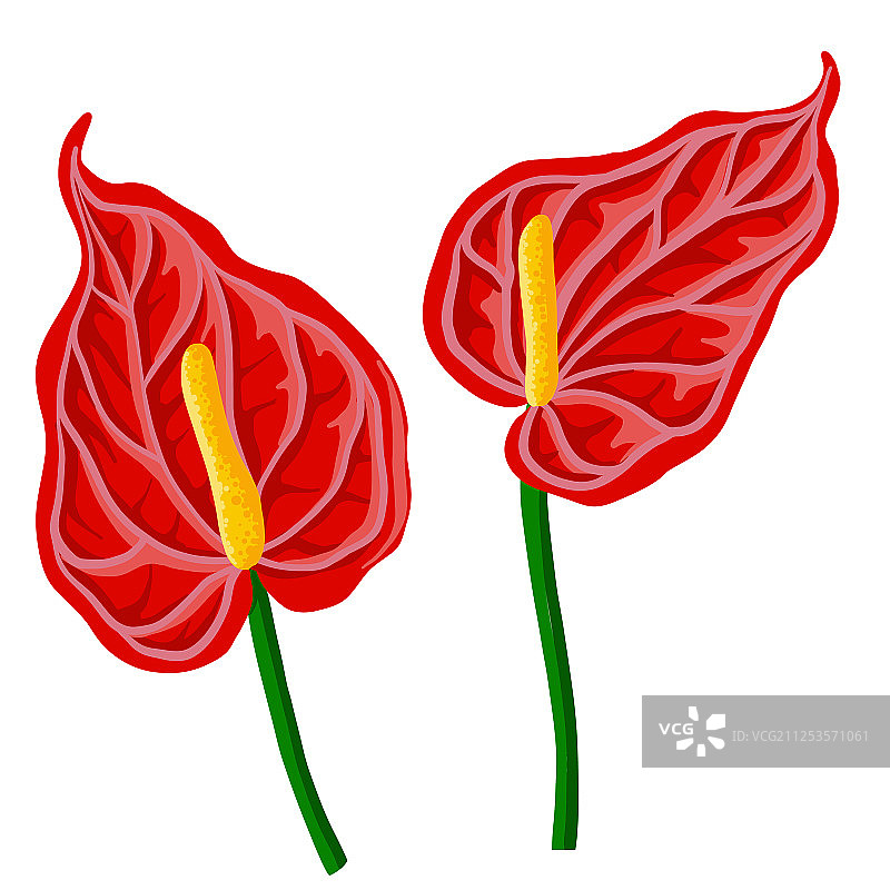 绘画：红掌花图片素材