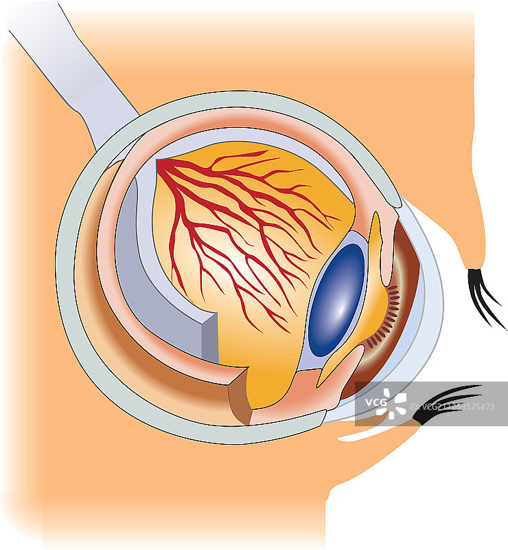 人眼结构图片素材