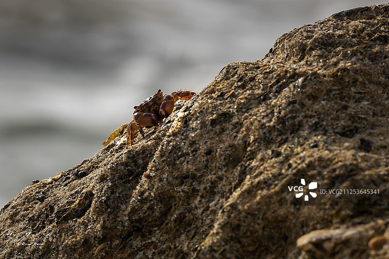 岩石上的螃蟹图片素材