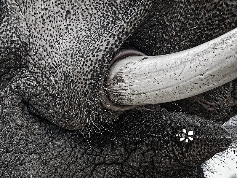 象牙特写图片素材