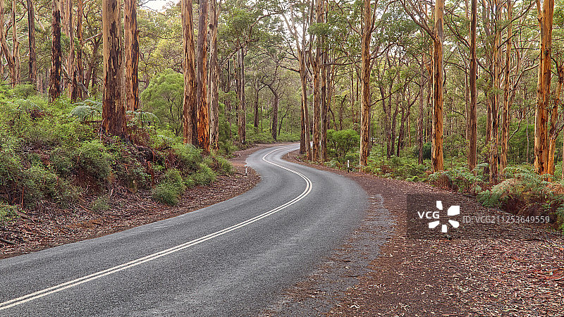 澳大利亚卡里森林公路景观图片素材