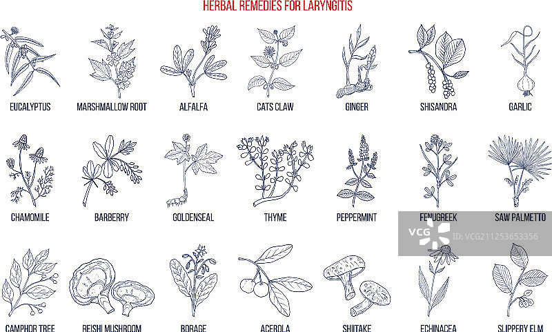 治疗喉炎的最佳草药疗法图片素材