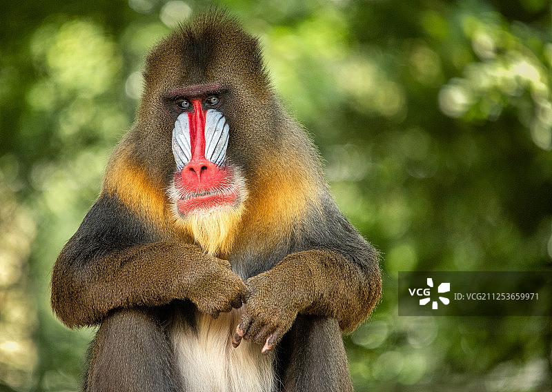 山魈肖像图片素材