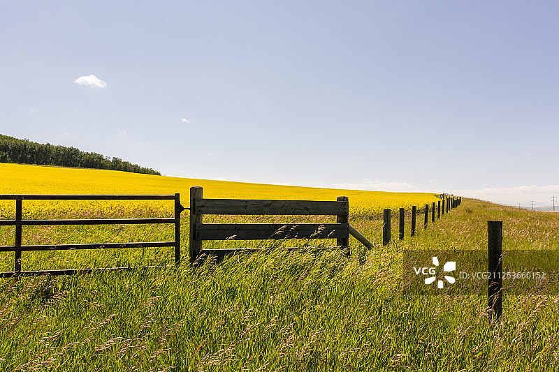 油菜领域图片素材