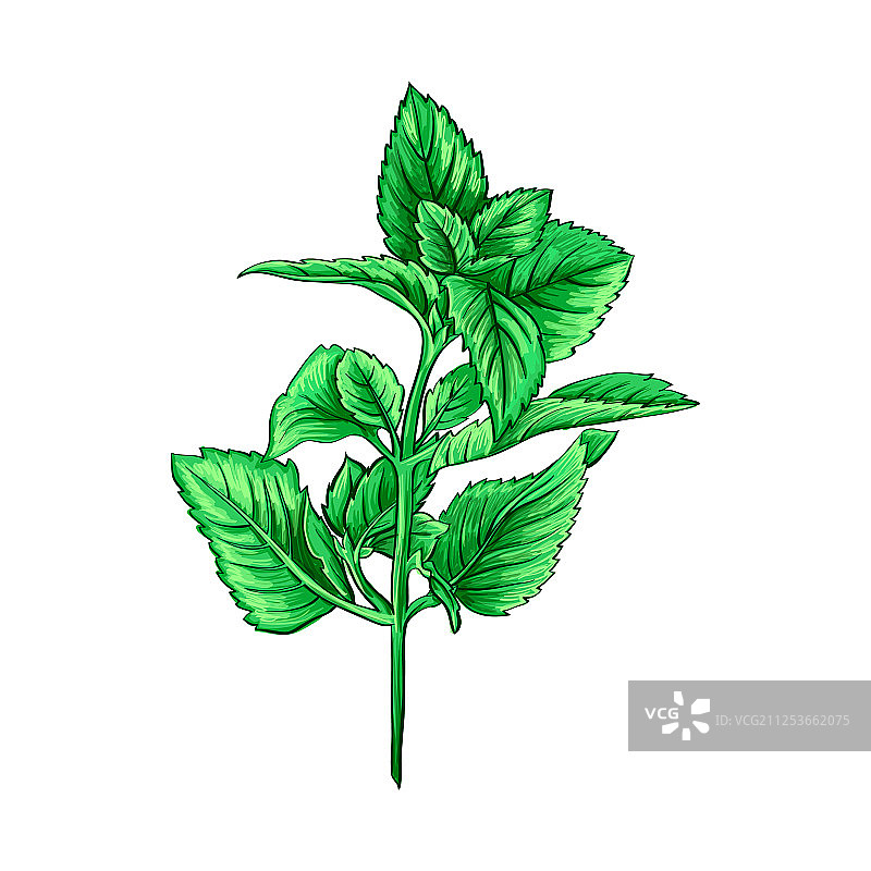 手绘绿色薄荷枝茶叶草本主题图片素材