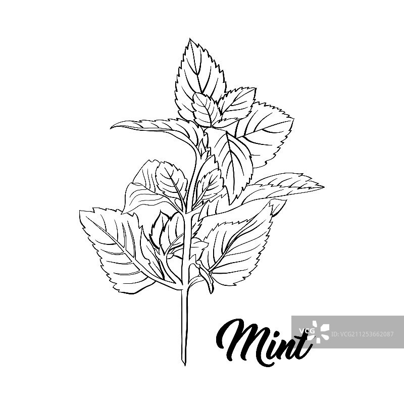 薄荷枝叶茶草本主题素材（已隔离）图片素材