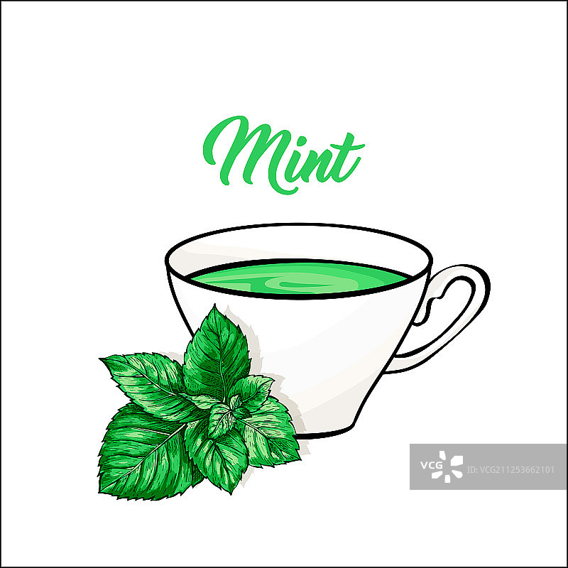 孤立的薄荷新鲜茶瓷茶杯图片素材