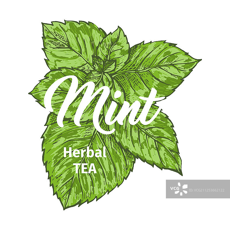 含鲜薄荷草药茶标志模板图片素材