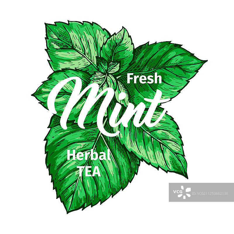 含鲜薄荷草药茶标志模板图片素材