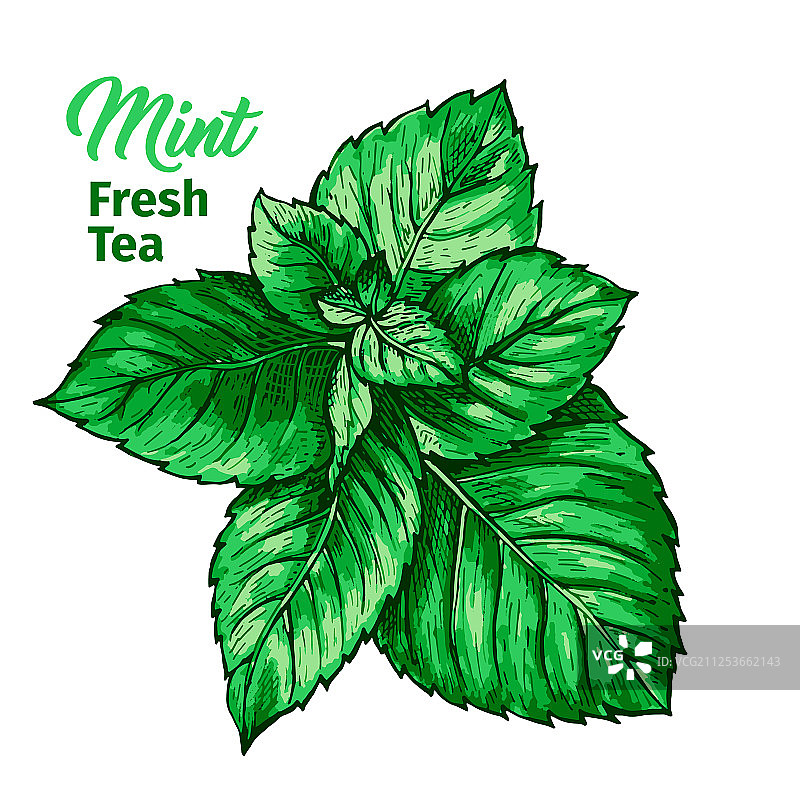 含鲜薄荷草药茶标志模板图片素材
