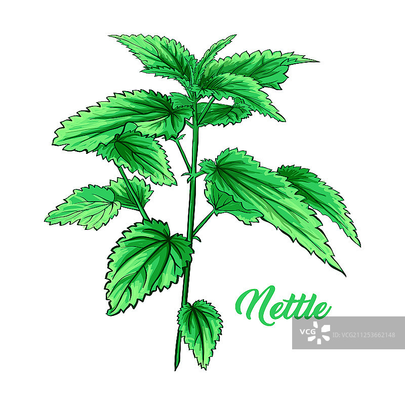 绿色荨麻草药茶主题图片素材