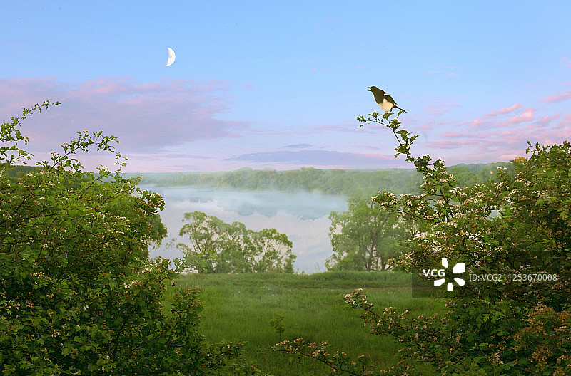 俄罗斯门捷列夫斯基的灌木丛上的鸟图片素材