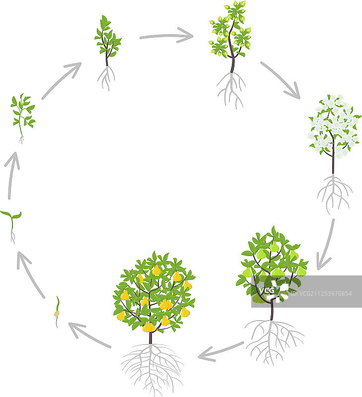梨树生长阶段图片素材