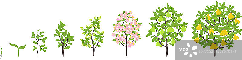 梨树生长阶段图片素材