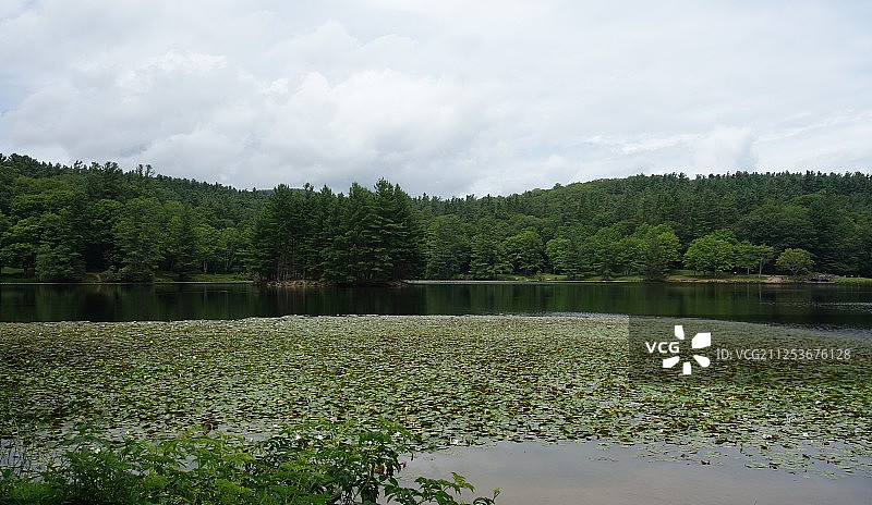 美国北卡罗来纳州湖中的睡莲图片素材