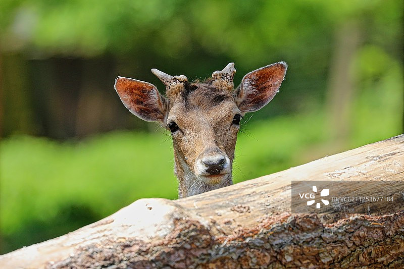 白尾鹿肖像图片素材