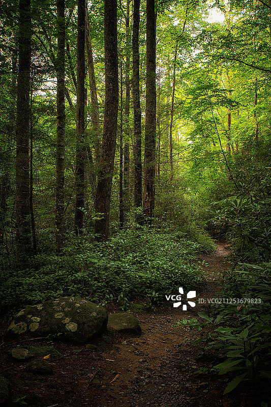 美国大雾山国家公园内的幽静小径图片素材