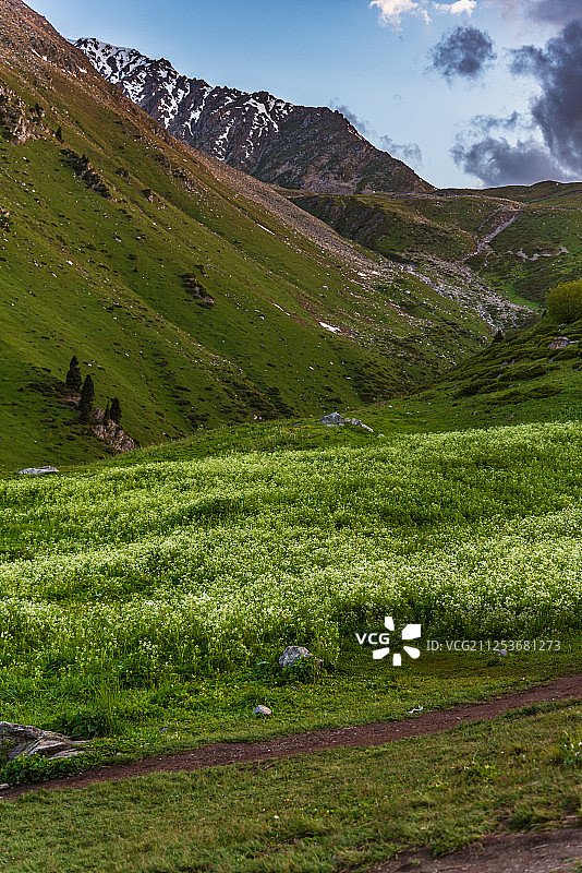 山区茂盛的树叶图片素材