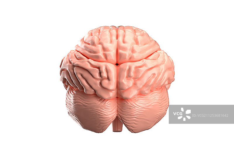3D 大脑图片素材