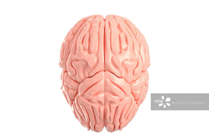 3D 大脑图片素材