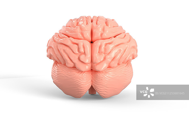 3D 大脑图片素材