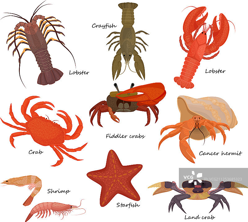 甲壳类螃蟹对虾海洋龙虾图片素材