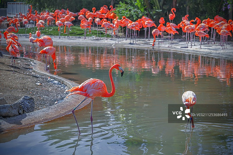 美国圣地亚哥的火烈鸟和池塘景色图片素材