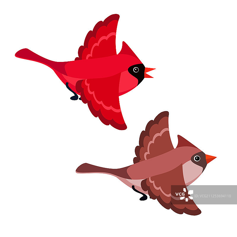 白色背景上的飞行红雀图片素材