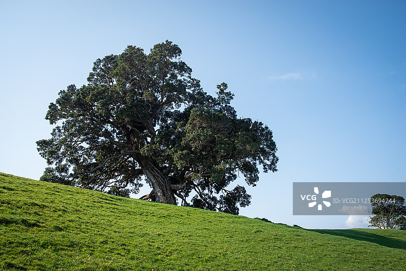 奥克兰北岛新西兰绿色山丘上的大树图片素材
