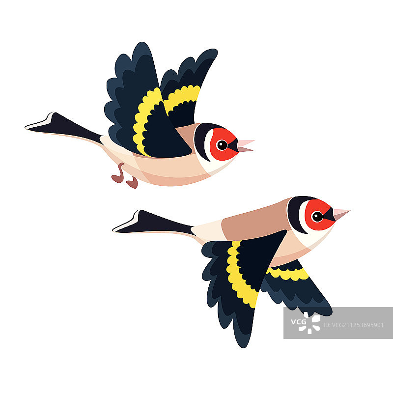 孤立的欧洲金翅雀飞鸟图片素材