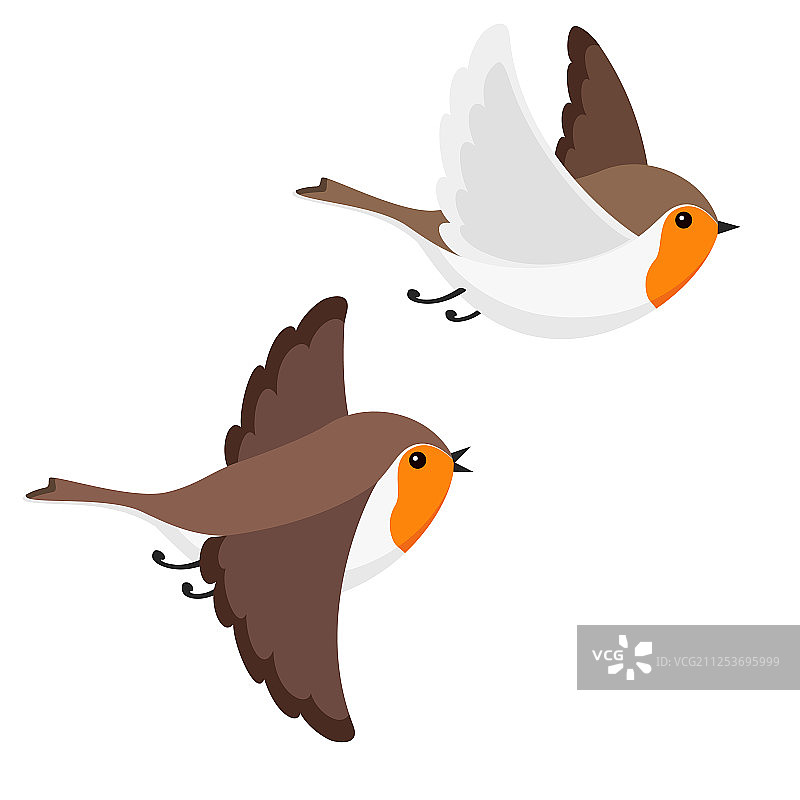 白色背景上孤立的飞行知更鸟图片素材