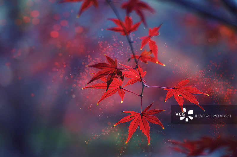 秋天的红枫叶图片素材