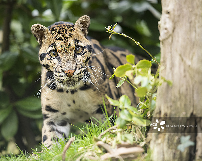云豹肖像图片素材