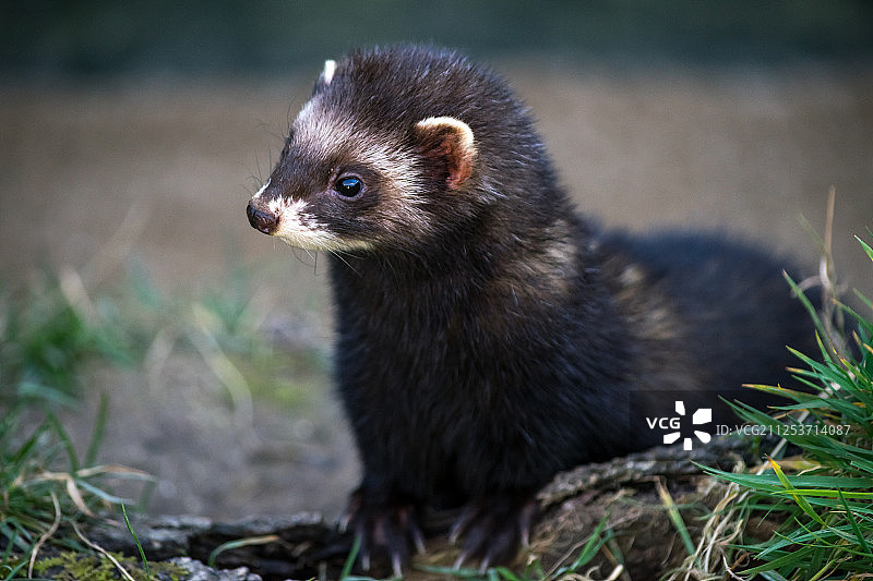 欧洲艾鼬（Mustela Putorius）图片素材