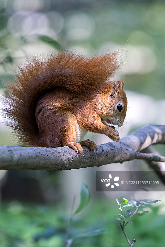 欧亚红松鼠图片素材