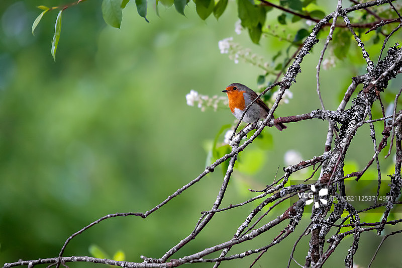 知更鸟（欧亚鸲）图片素材