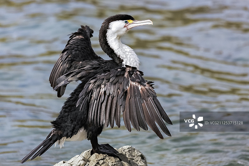 杂色鸬鹚图片素材